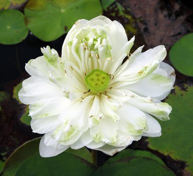 white lotus on lotus pond