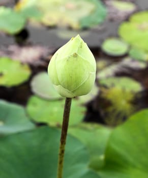 Bud of The Lotus Flower