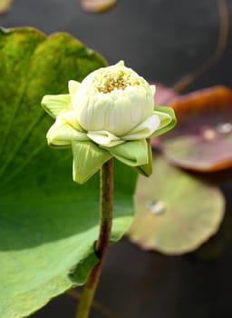 Bud of The Lotus Flower