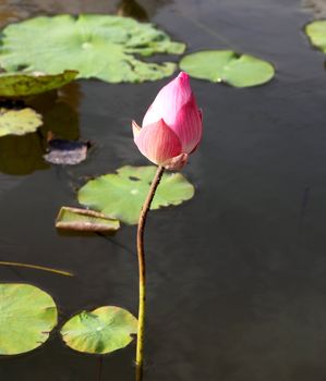 pink lotus on lotus pond