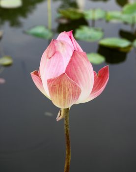 pink lotus on lotus pond