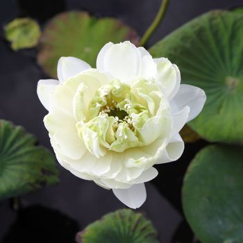 white lotus on lotus pond