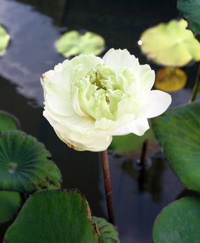 white lotus on lotus pond