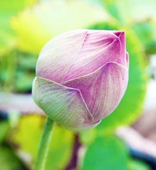 Bud of Lotus Flower