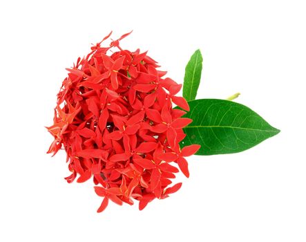 Ixora flower on white background