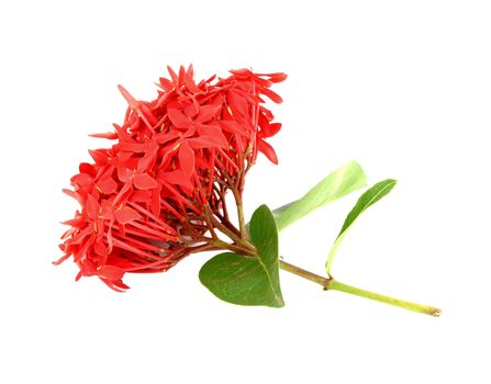 Ixora flower on white background