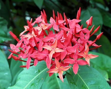 Jungle geranium (Ixora coccinea). Red color