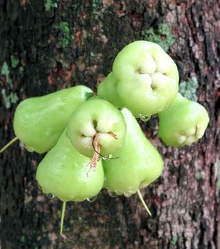 Green rose apple or chomphu on the tree