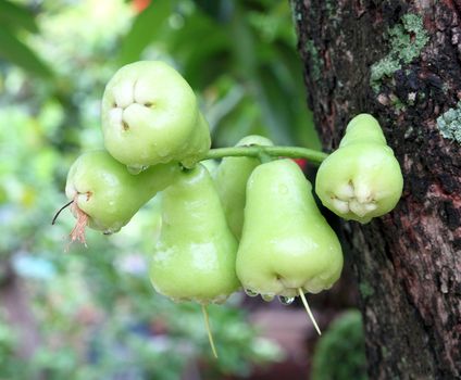 Green rose apple or chomphu on the tree