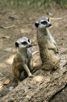 Meerkat or suricate (Suricata, suricatta) is a small mammal and a member of the mongoose family. Zoo in New Zealand