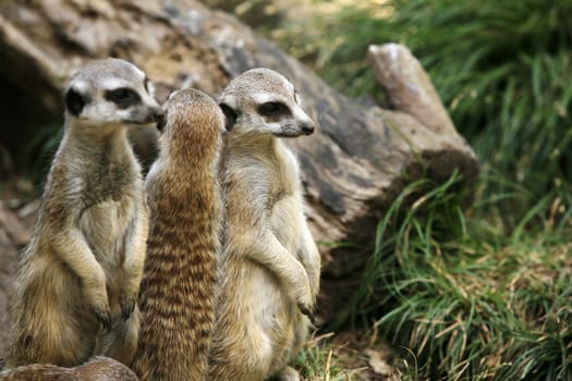 Meerkat or suricate (Suricata, suricatta) is a small mammal and a member of the mongoose family. Zoo in New Zealand
