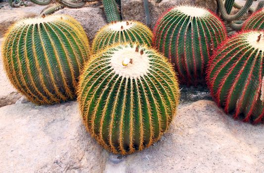 Giant cactus in Nong Nooch Tropical Botanical Garden, Pattaya, Thailand