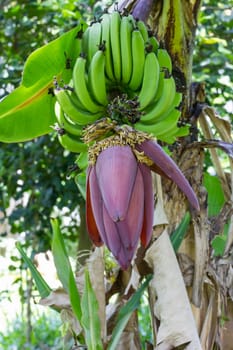 Banana blossom and bunch on tree in Thailand