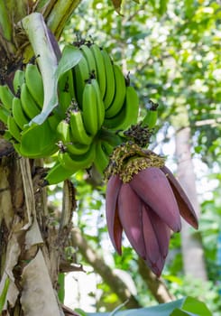 Banana blossom and bunch on tree in Thailand