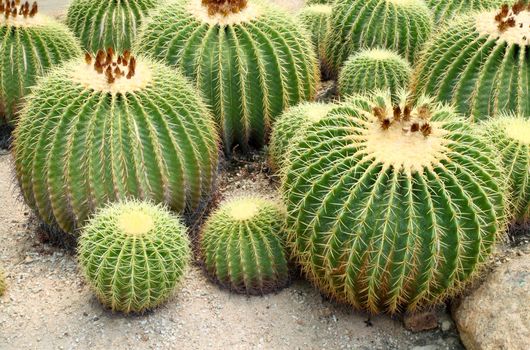 Giant cactus in Nong Nooch Tropical Botanical Garden, Pattaya, Thailand