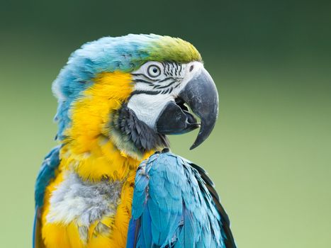 Close-up of a macaw parrot in nature