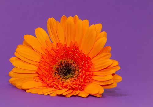 One single gerbera flower with a colorful background