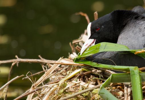 A common coot is building a nest