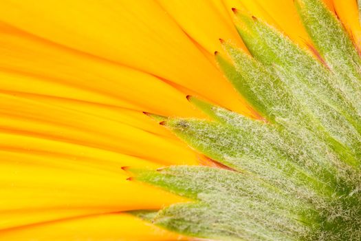 A close-up of a gerbera