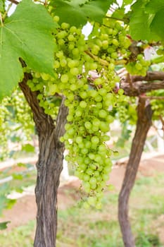 Green Grapes on the vine  in vineyard before harvest