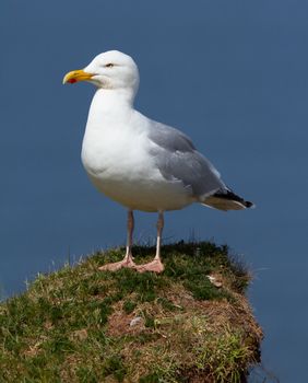 A seagull on a rock in Helgoland