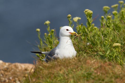 A seagull is building a nest