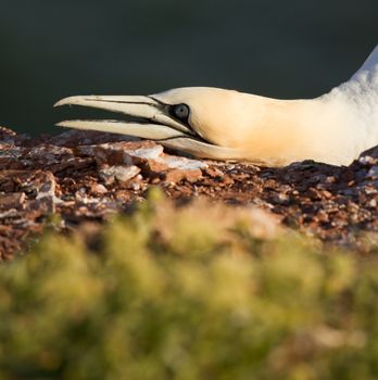 Close-up of a gannet in Helgoland