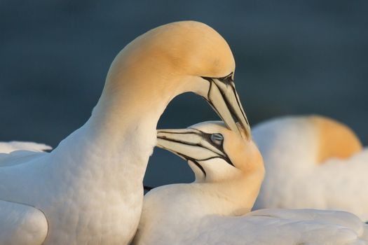 A loving couple of gannets