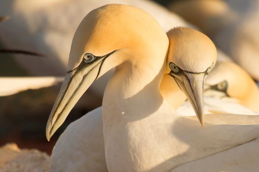 A loving couple of gannets