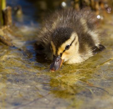 Close-up of a small duck in the water