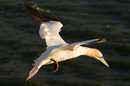 A gannet is flying above the sea