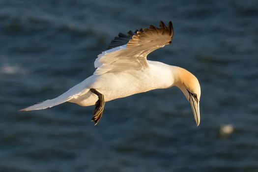 A gannet is flying above the sea