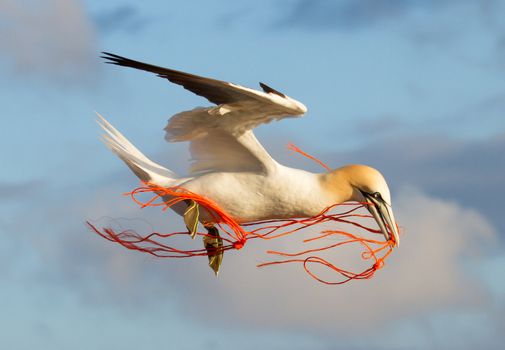 A gannet flying with a orange rope in its beak