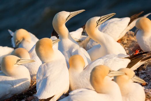 A group of gannets on a rock