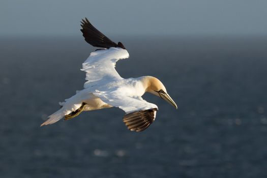 A gannet is flying above the sea