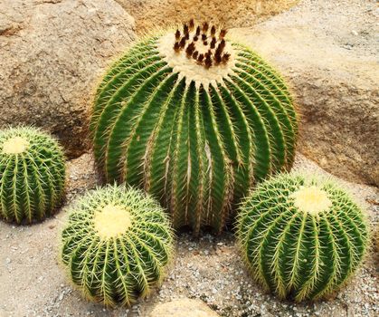 Giant cactus in Nong Nooch Tropical Botanical Garden, Pattaya, Thailand