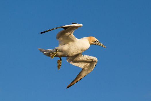 A gannet is flying above the sea