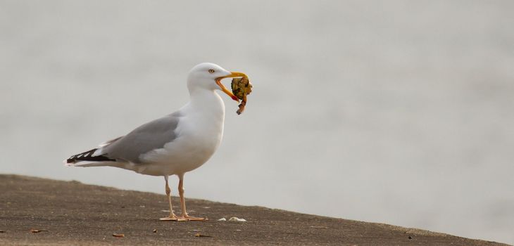A seagull is eating crab in a harbour