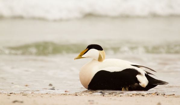 A common eider on the beach