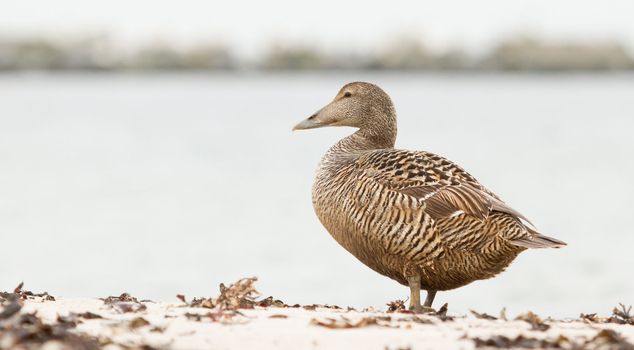 A common eider on the beach