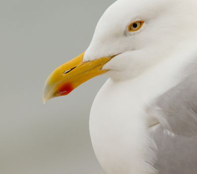 A close-up of a Herring Gull in Helgoland