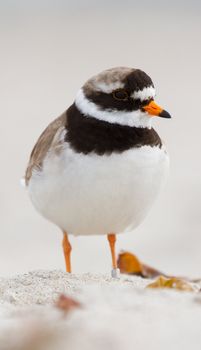 A ringed plover walking on the beach
