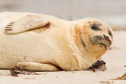 A common seal is resting on the beach