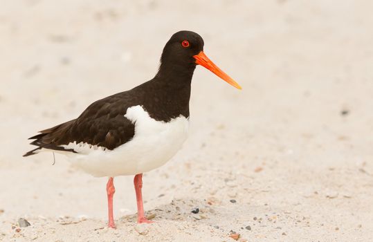 An oystercatcher on the beach