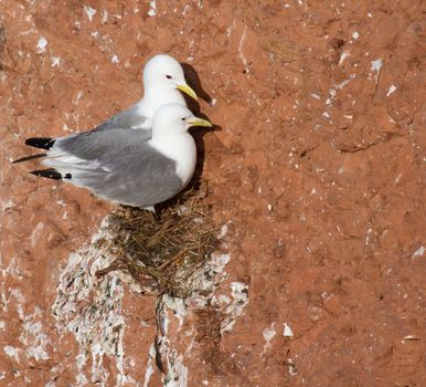 A pair of seagulls is nesting on a cliff on Helgoland