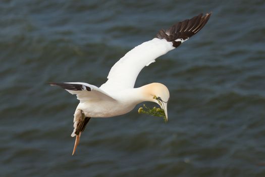 A gannet above the sea in Helgoland