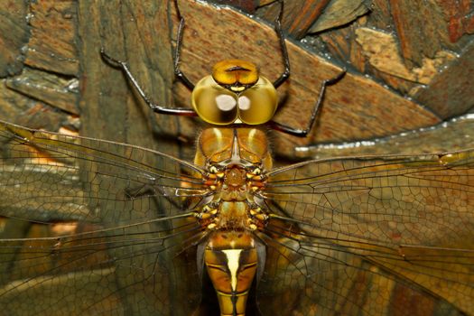 A close-up of a dragonfly with a wooden background