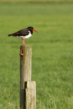 An oystercatcher on a pole in Holland
