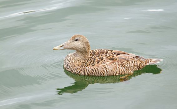 A common eider is swimming in the sea