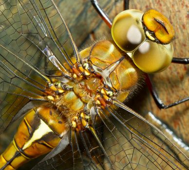 A close-up of a dragonfly with a wooden background